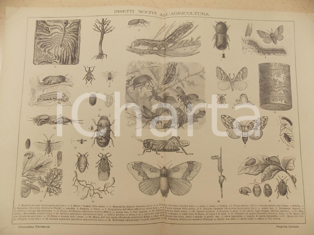 Stampa, bozzetto originale 1900 ca LEXICON VALLARDI Enciclopedia  Insetti nocivi all agricoltura Tavola 1