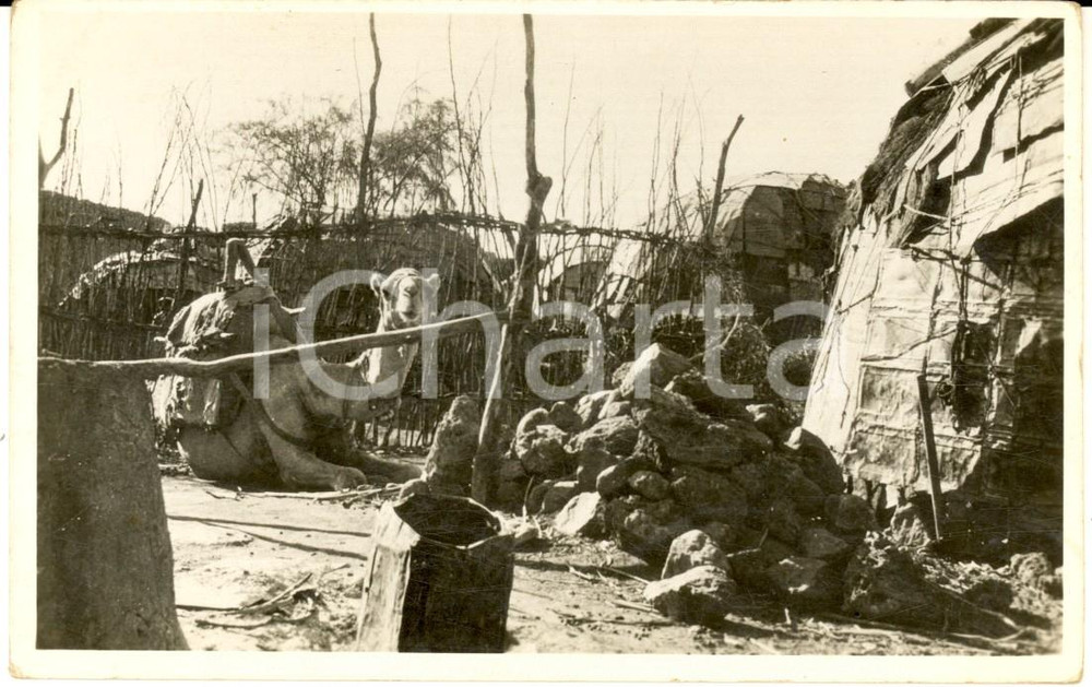 Cartolina originale da collezione 1935 ca AOI DIRE DAUA ETIOPIA Abitazioni indigene e cammello Cartolina FP NV 1