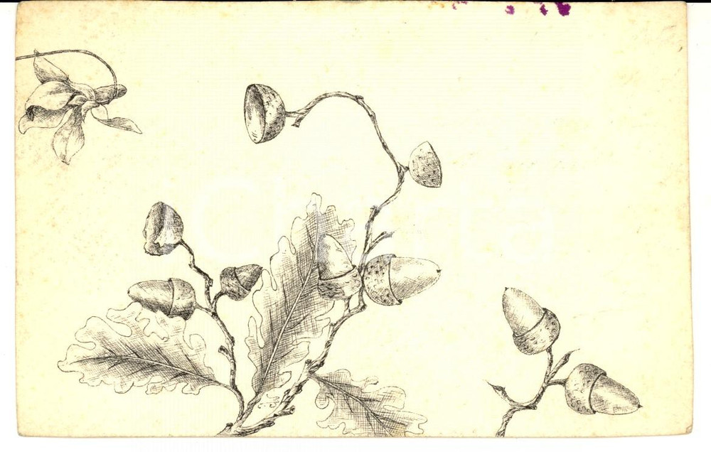 Cartolina originale da collezione 1910 ca FRANCIA Ramo con ghiande Cartolina postale DISEGNATA A MANO 1
