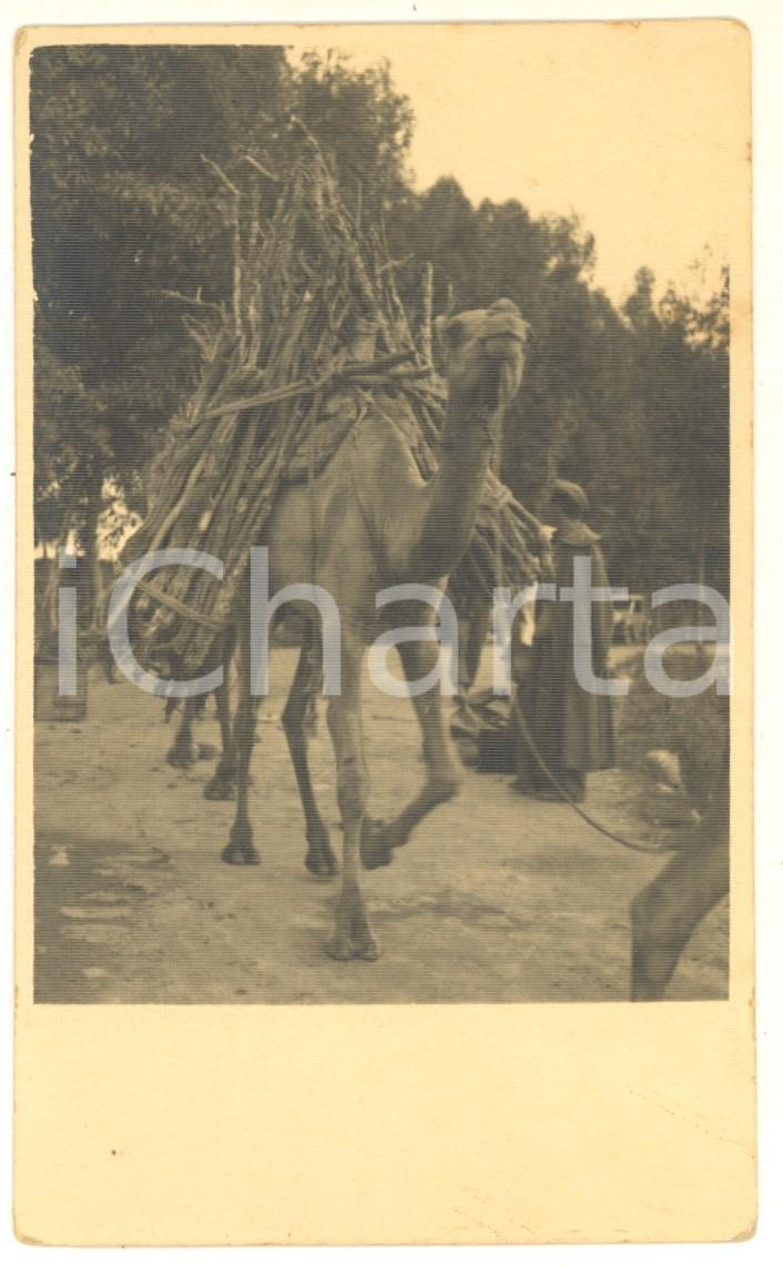 Fotografia d epoca originale 1943 ASMARA ERITREA Trasporto tradizionale con i dromedari Foto 14x9 cm 1
