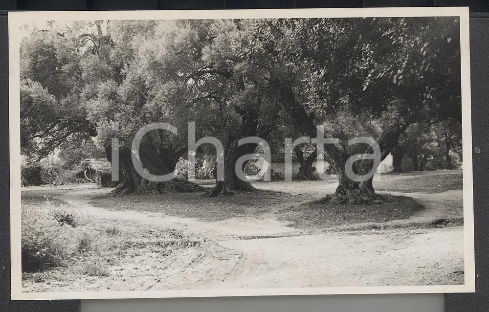 Fotografia d epoca originale 1937 Ulivi nelle campagne di ALGERI  REAL PHOTO cm 13,5 x 8,5 1