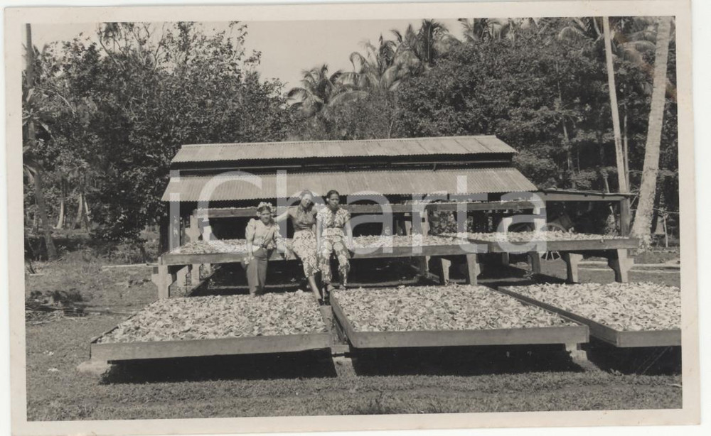 Fotografia d epoca originale 1937 RAIATEA Tre amiche all essiccatoio di copra REAL PHOTO cm 13,5 x 8,5 1