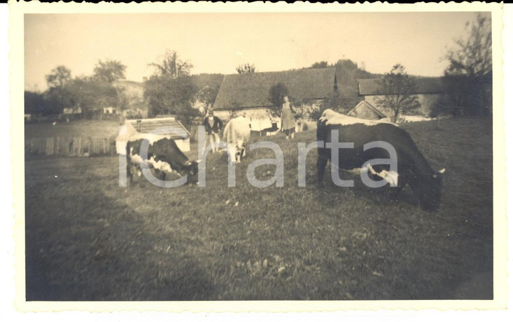 Fotografia d epoca originale 1930 ca GERMANY Una famiglia contadina al pascolo  Foto cartolina VINTAGE 1
