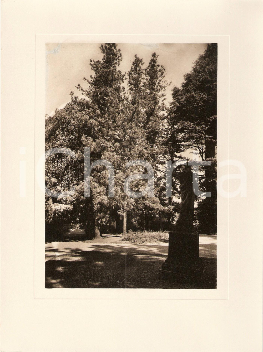 Fotografia d'epoca originale 1940 VERBANIA INTRA Villa TARANTO Giardino botanico Cryptomeria *Foto AUTENTICA 1