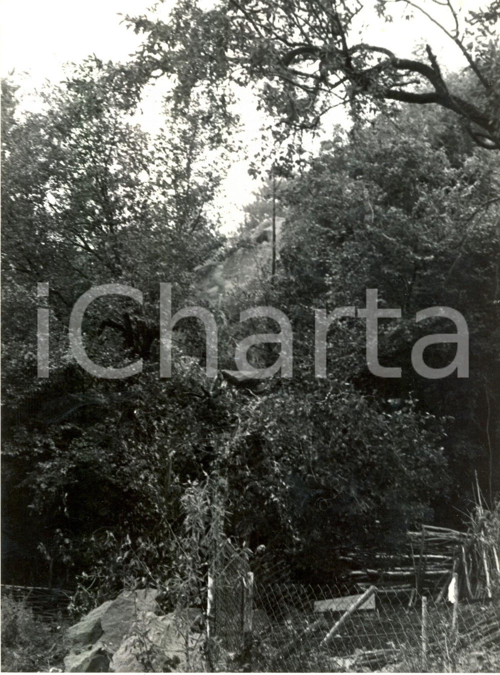 Fotografia d'epoca originale 1980 ca ZAVATTARELLO (PV) Frana nel bosco sotto il Castello DAL VERME *Foto 1