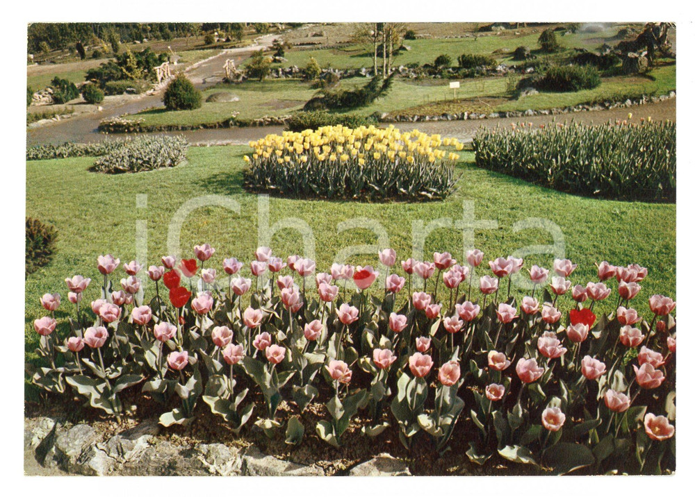Cartolina originale da collezione 1961 TORINO Esposizione Internazionale FIORI DEL MONDO *Cartolina VINTAGE FG VG 1