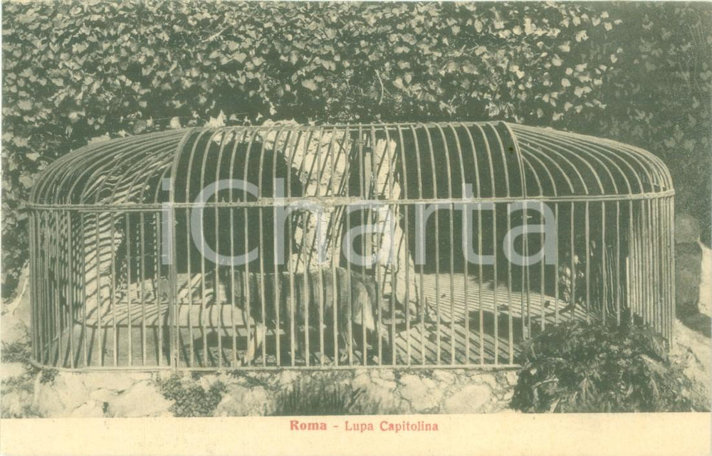 Cartolina originale da collezione 1930 ca ROMA La Lupa capitolina in gabbia Cartolina postale FP NV 1