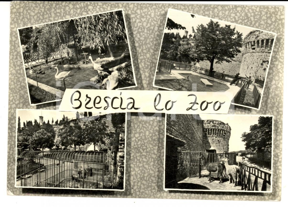 Cartolina originale da collezione 1964 BRESCIA Vedutine dello zoo comunale Cartolina postale FG VG 1