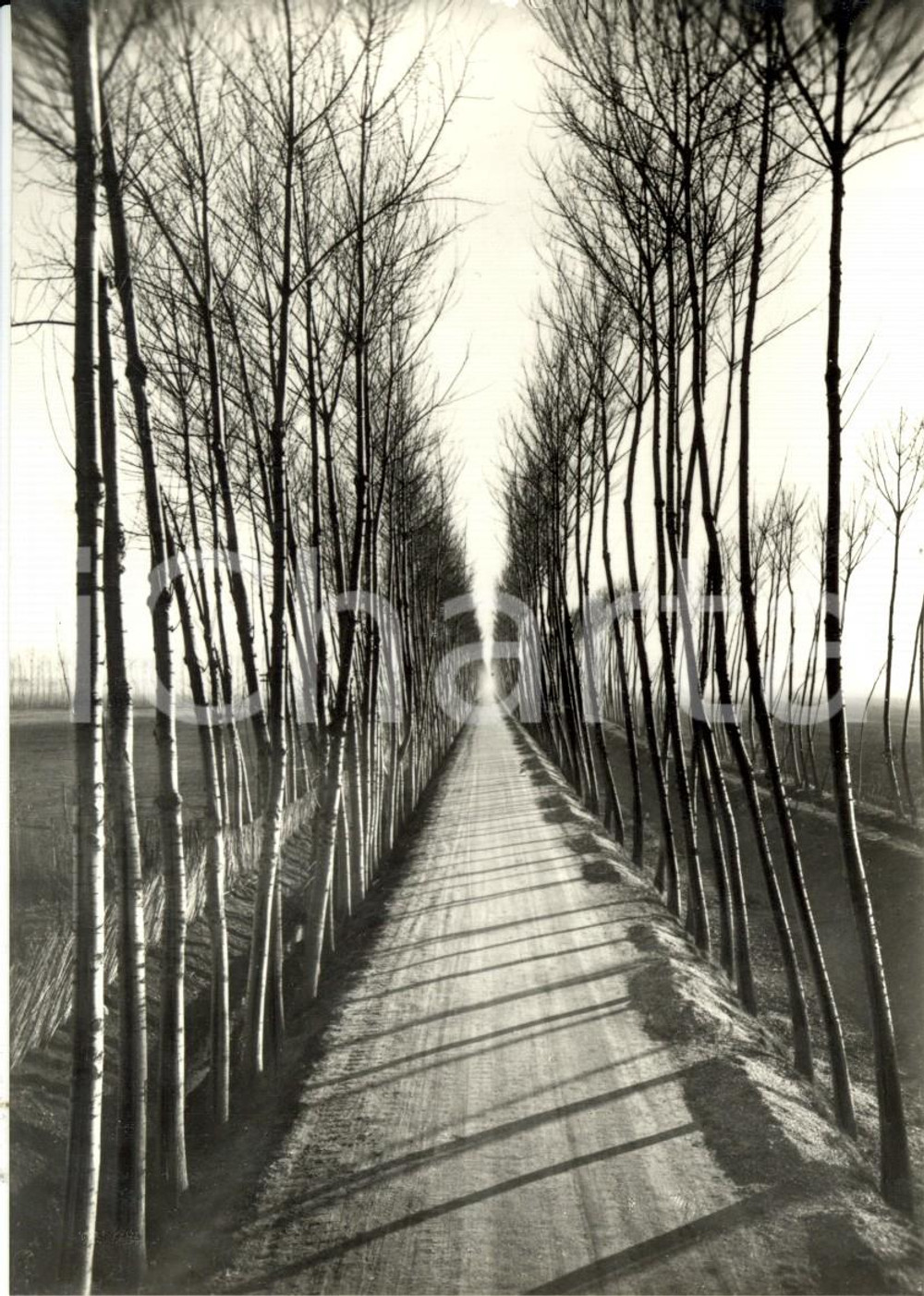 Cartolina originale da collezione 1960 ca TORVISCOSA UD Strada poderale con filari di pioppi Cartolina FG NV 1