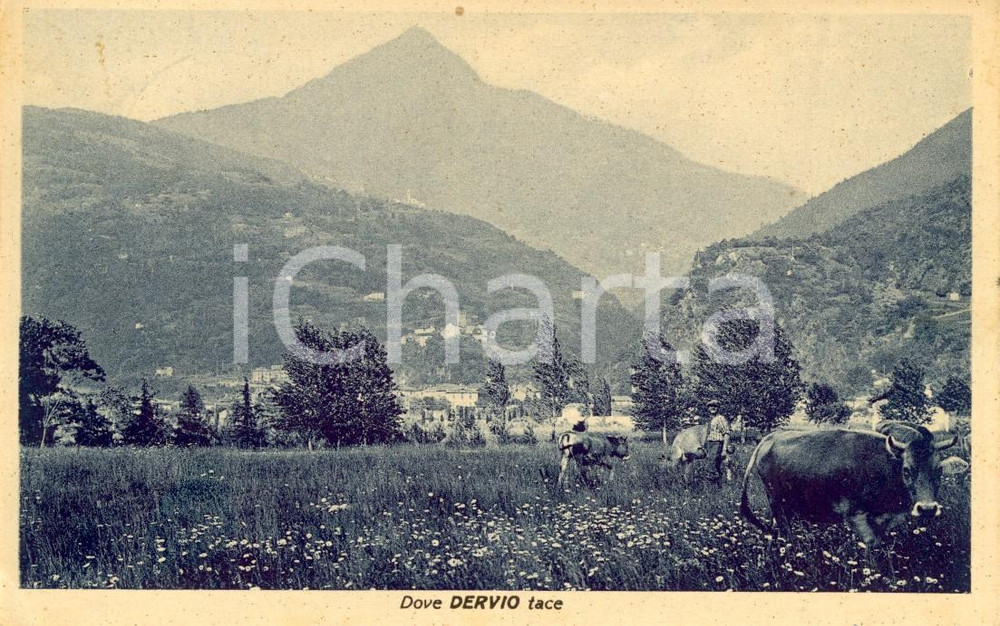 Cartolina originale da collezione 1936 DERVIO LC Pastore con mucche al pascolo Cartolina ANIMATA FP NV 1