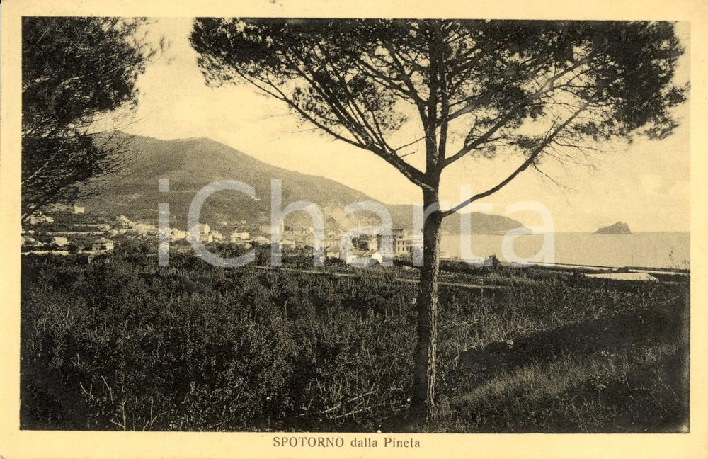Cartolina originale da collezione 1930 SPOTORNO SV Riviera di PONENTE Veduta della pineta e del paese FP VG 1