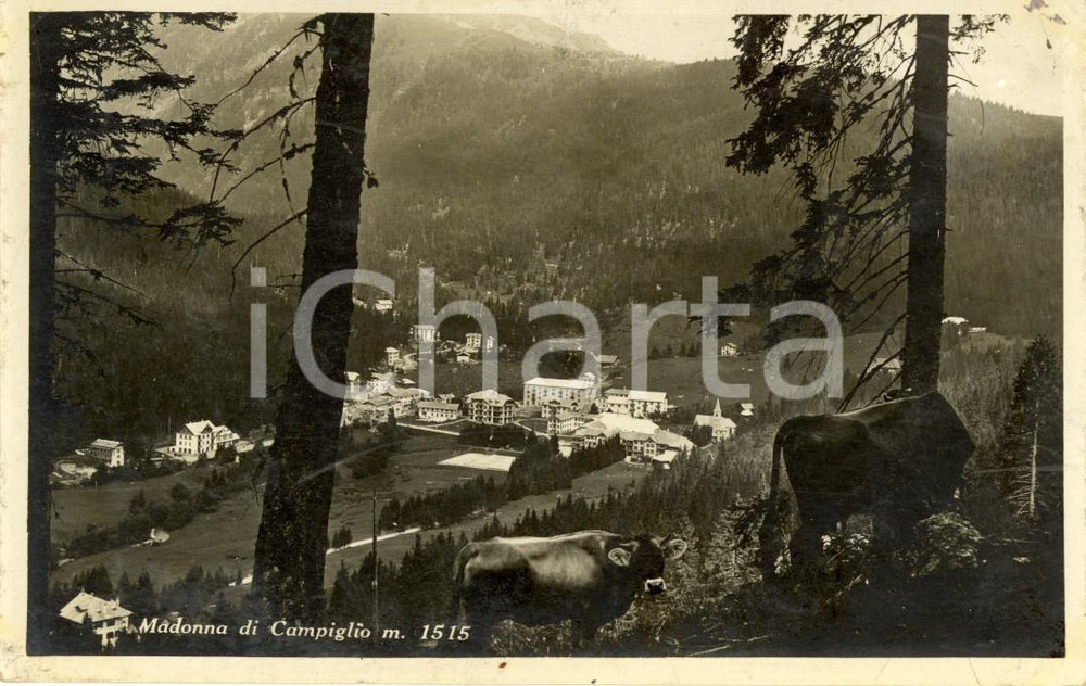 Cartolina originale da collezione 1930 ca MADONNA DI CAMPIGLIO TN Veduta paese con mucche al pascolo FP NV 1
