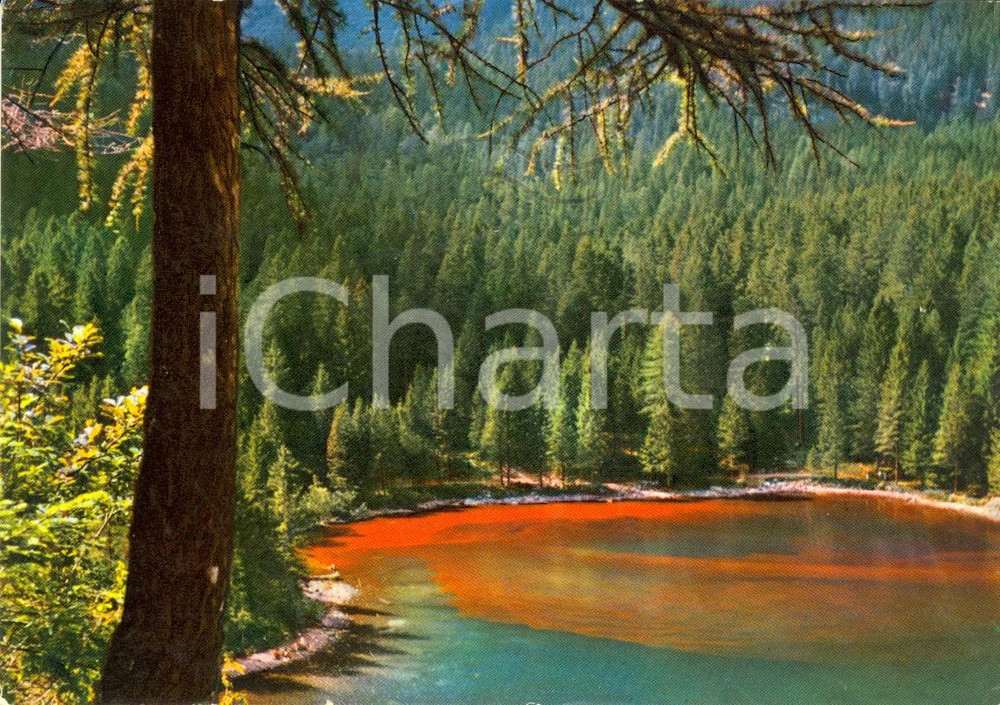 Cartolina originale da collezione 1965 TUENNO (TN) DOLOMITI Veduta Lago rosso di TOVEL *Cartolina VINTAGE FG VG 1