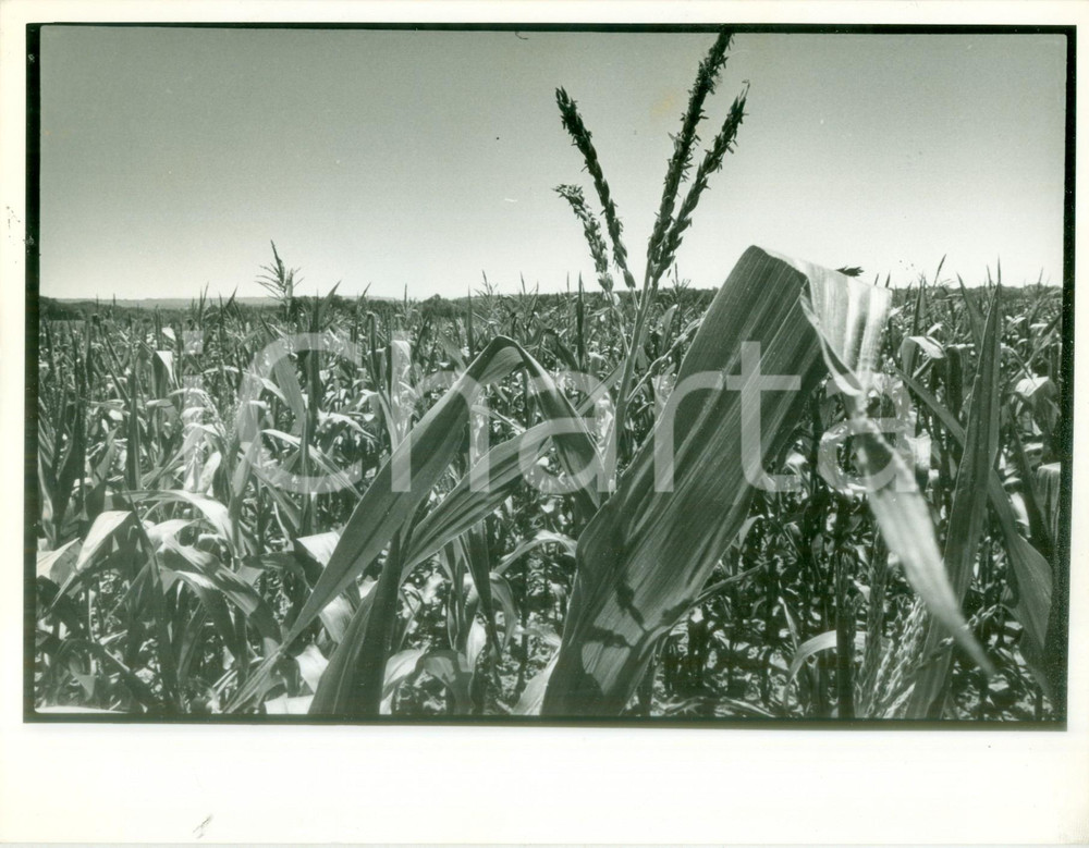 Fotografia d epoca originale 1990 ca ALSACE FRANCE Panorama di un campo di pannocchie Fotografia artistica 1