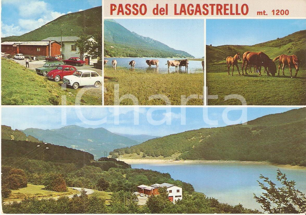 Cartolina originale da collezione 1975 LUNIGIANA Passo del LAGASTRELLO Mucche al pascolo *Cartolina FG VG 1