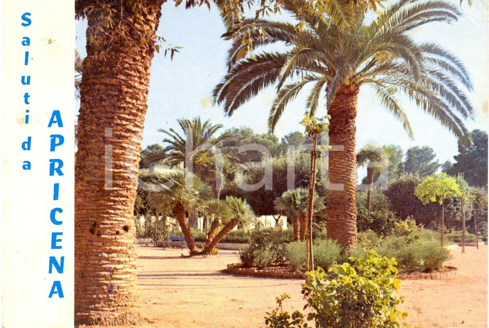 Cartolina originale da collezione 1974 APRICENA FG Palme ai giardini pubblici Cartolina FG VG 1
