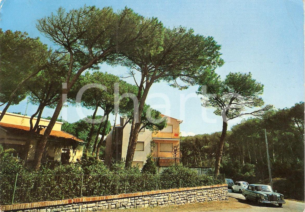 Cartolina originale da collezione 1968 CASTAGNETO CARDUCCI LI Frazione DONORATICO La pineta Cartolina FG VG 1