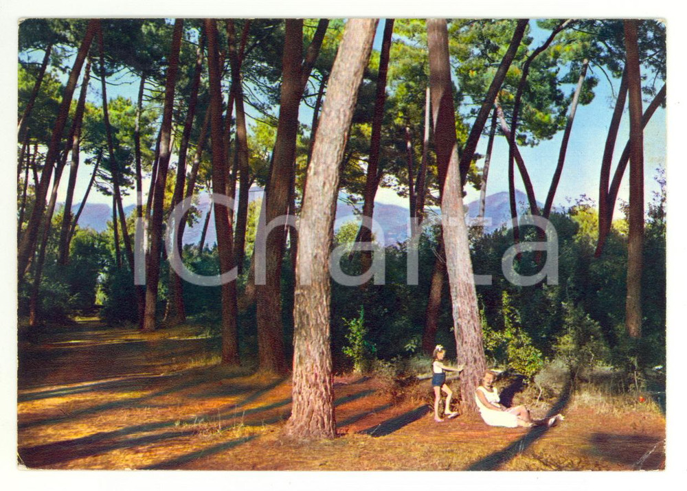 Cartolina originale da collezione 1962 FORTE DEI MARMI (LU) Madre e bambina nella pineta *Cartolina VINTAGE FG VG 1