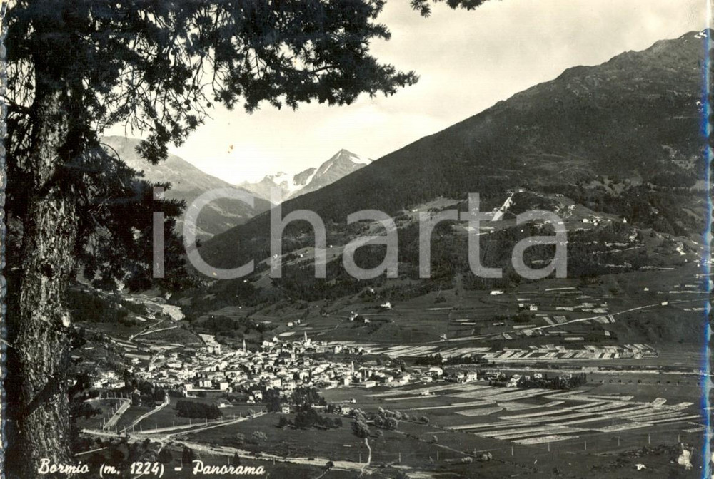 Cartolina originale da collezione 1952 BORMIO SO Panorama della valle e dello STELVIO Cartolina postale FG VG 1