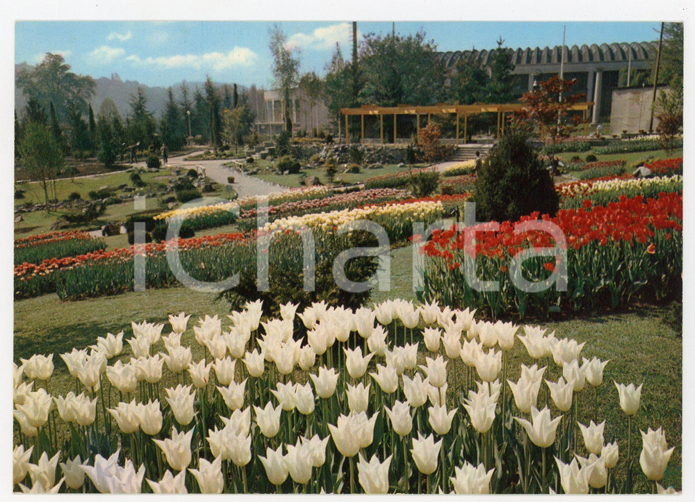 Cartolina originale da collezione 1961 TORINO Fiera Esposizione FIORI DEL MONDO Tulipani Cartolina VINTAGE FG NV 1