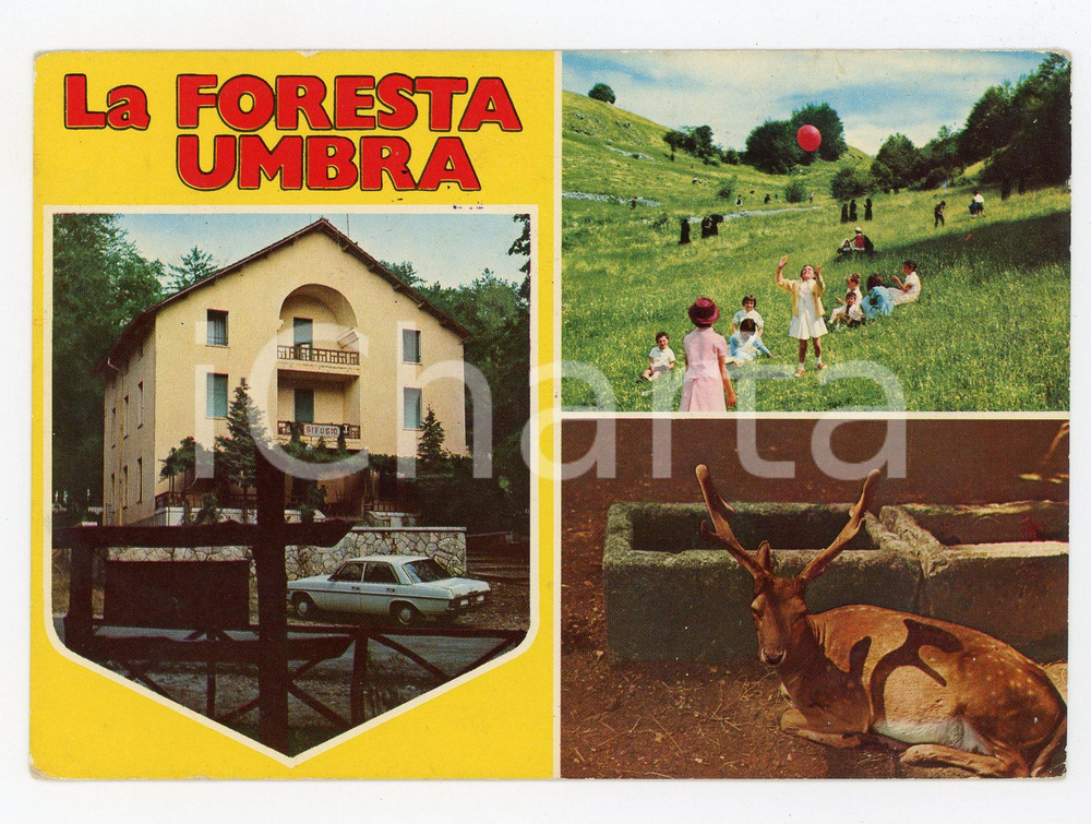 Cartolina originale da collezione 1980 FOGGIA Rifugio FORESTA UMBRA Vedutine Cartolina ANIMATA VINTAGE FG VG 1