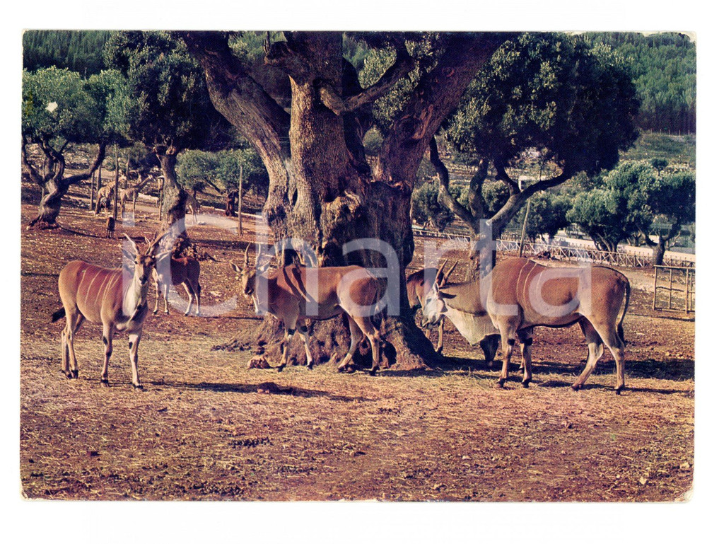 Cartolina originale da collezione 1976 FASANO BR Antilopi Eland allo Zoosafari Cartolina ANIMATA VINTAGE FG VG 1