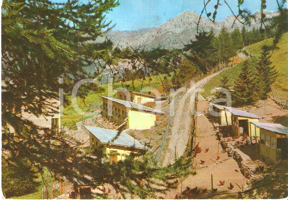 Cartolina originale da collezione 1965 ca SAUZE D OULX TO Istituto zootecnico e Monte SEGURET Cartolina FG VG 1