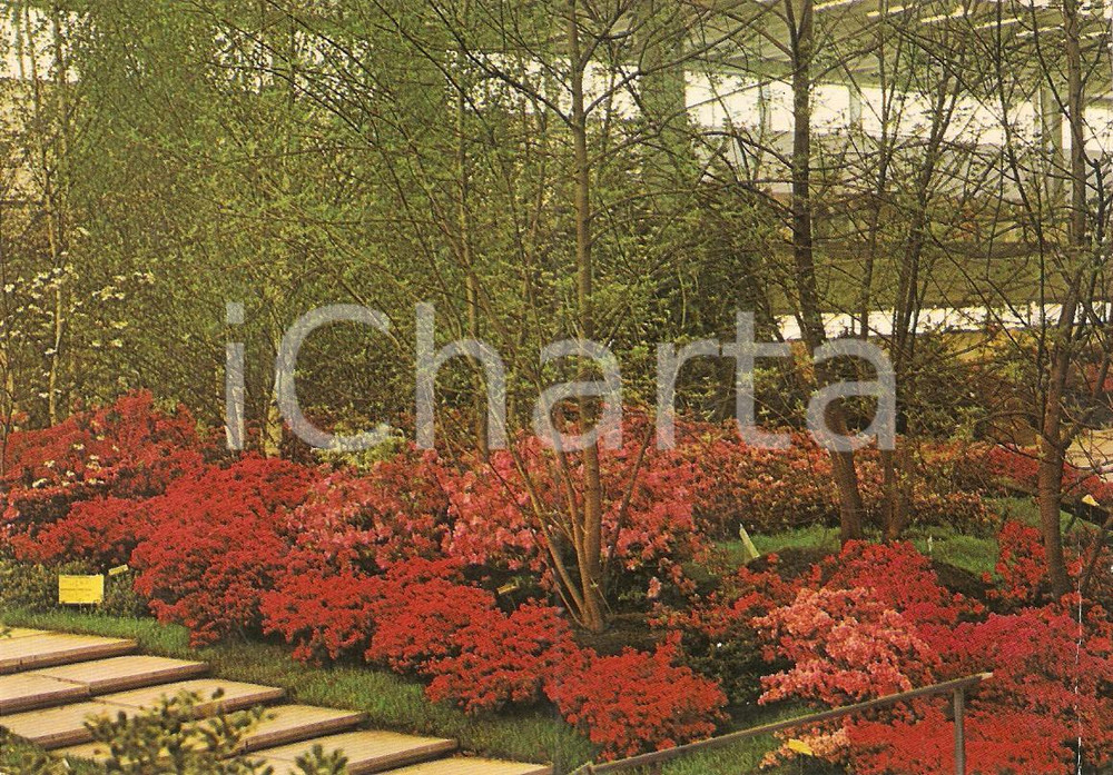 Cartolina originale da collezione 1981 GENOVA Fiera EUROFLORA Allestimenti con alberi e fiori Cartolina FG NV 1