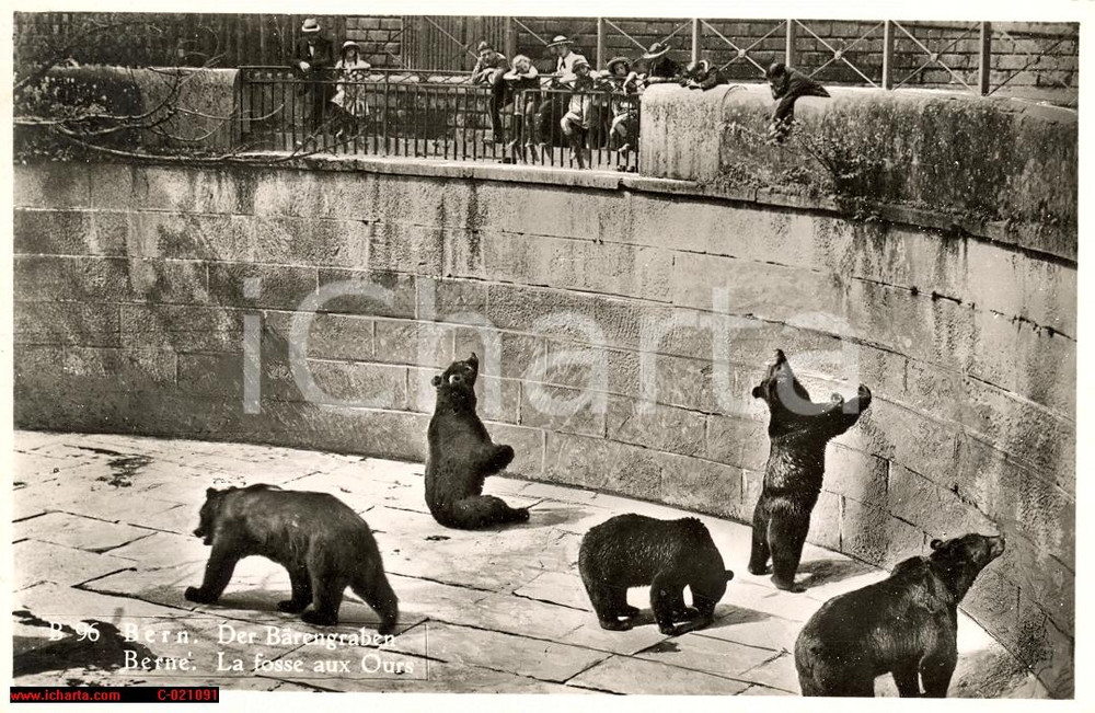 Cartolina originale da collezione 1952 BERN BERNA Fossa degli orsi - cartolina FP VG 1