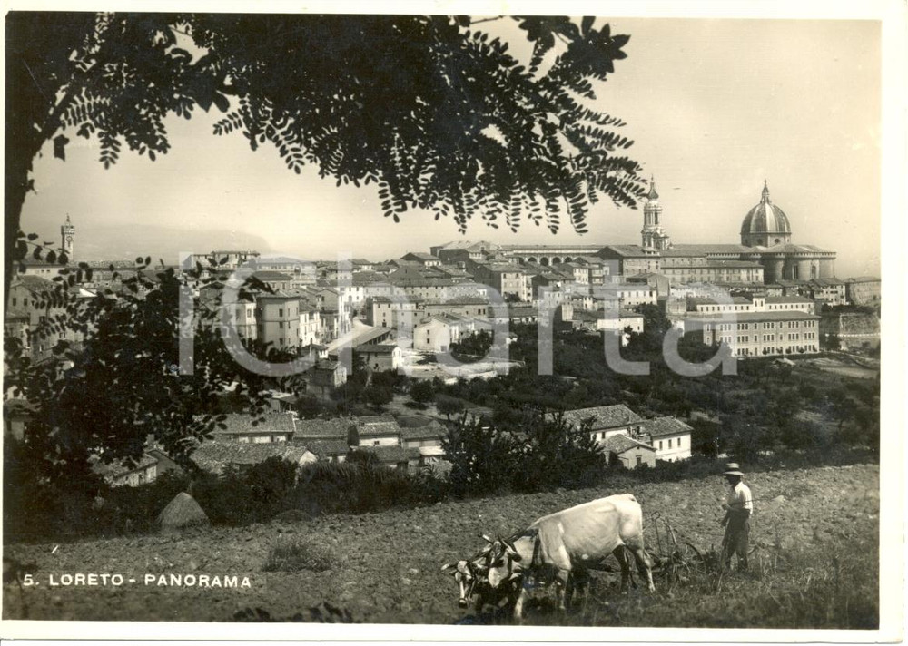 Cartolina originale da collezione 1950 ca LORETO (AN) Mucche al pascolo con cittÃ  sullo sfondo * ANIMATA FG NV 1