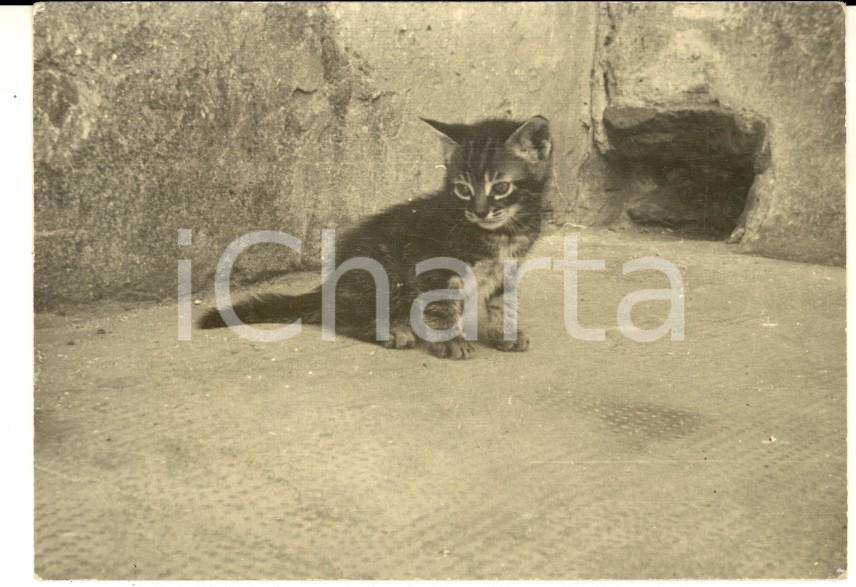Fotografia d epoca originale 1960 CREMONA Ritratto di un gattino Foto ARTISTICA Dante GUARNERI 10x7 cm 1