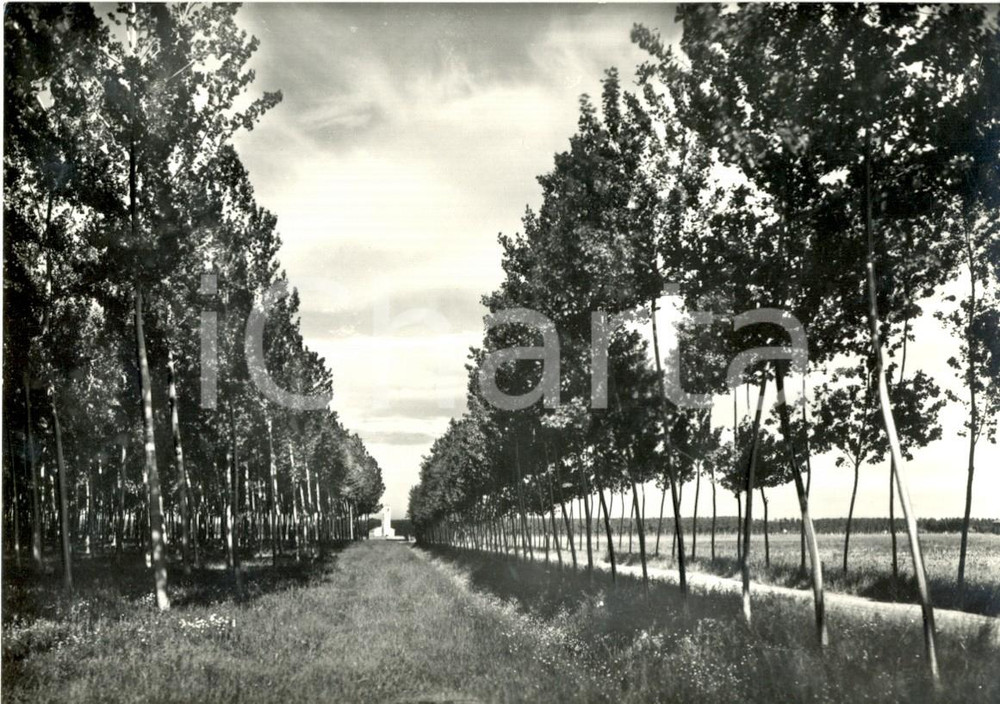 Cartolina originale da collezione 1950 ca TORVISCOSA UD Viale con filari di Pioppi Cartolina postale FG NV 1