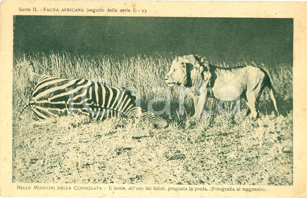 Cartolina originale da collezione 1930 ca MISSIONI CONSOLATA AFRICA Leone pregusta zebra *Cartolina FP NV 1