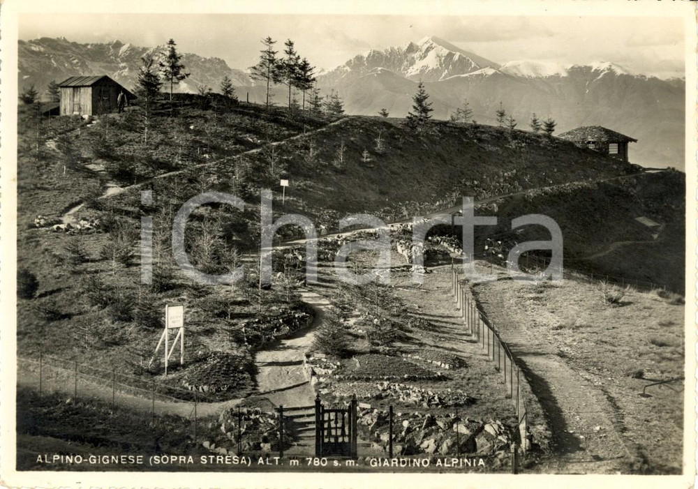 Cartolina originale da collezione 1948 GIGNESE (VB) Veduta Giardino Botanico ALPINIA ad ALPINO *Cartolina FG VG 1