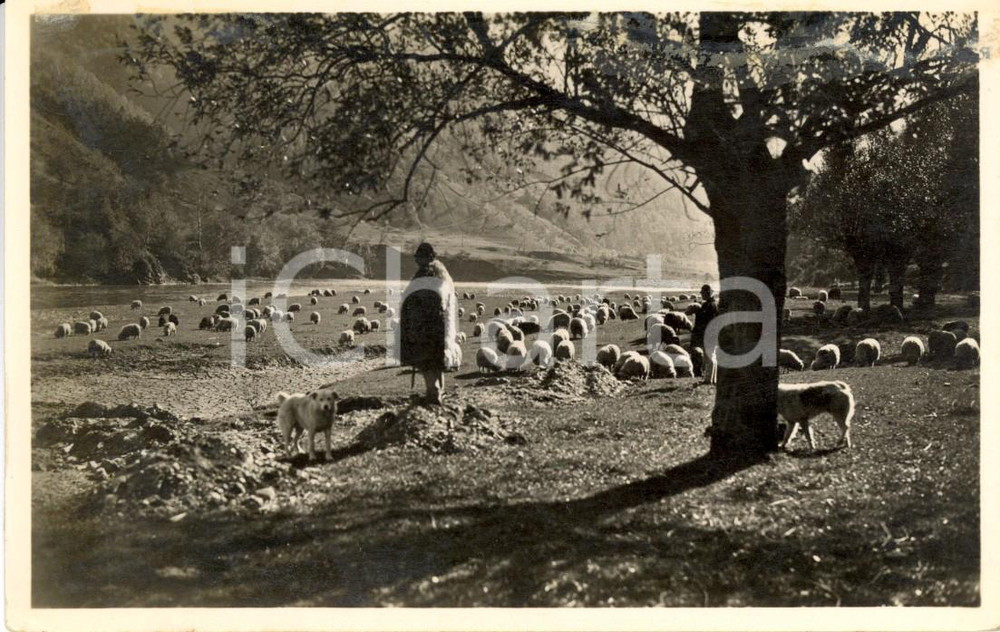 Cartolina originale da collezione 1930 ca ROMANIA Pastori della valle dell'OLT con gregge *Cartolina postale FP NV 1