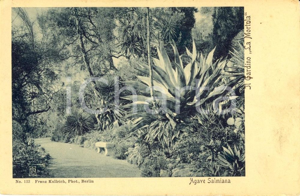 Cartolina originale da collezione 1900 ca VENTIMIGLIA (IM) Agave Salmiana nel Giardino Botanico a MORTOLA *FP NV 1