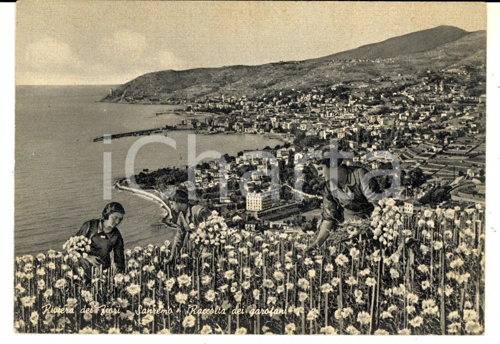 Cartolina originale da collezione 1950 ca SANREMO (IM) Raccolta dei garofani *Cartolina FOTOMONTAGGIO FG VG 1