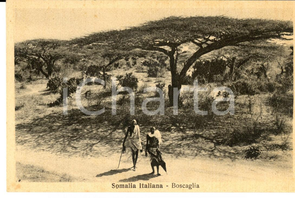 Cartolina originale da collezione 1940 ca AOI SOMALIA ITALIANA Indigeni nella boscaglia con ombrellino Cartolina 1