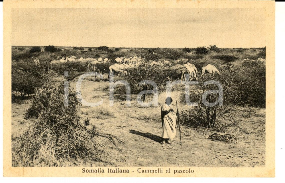 Cartolina originale da collezione 1940 ca AOI SOMALIA ITALIANA Indigeno con cammelli al pascolo Cartolina FP NV 1