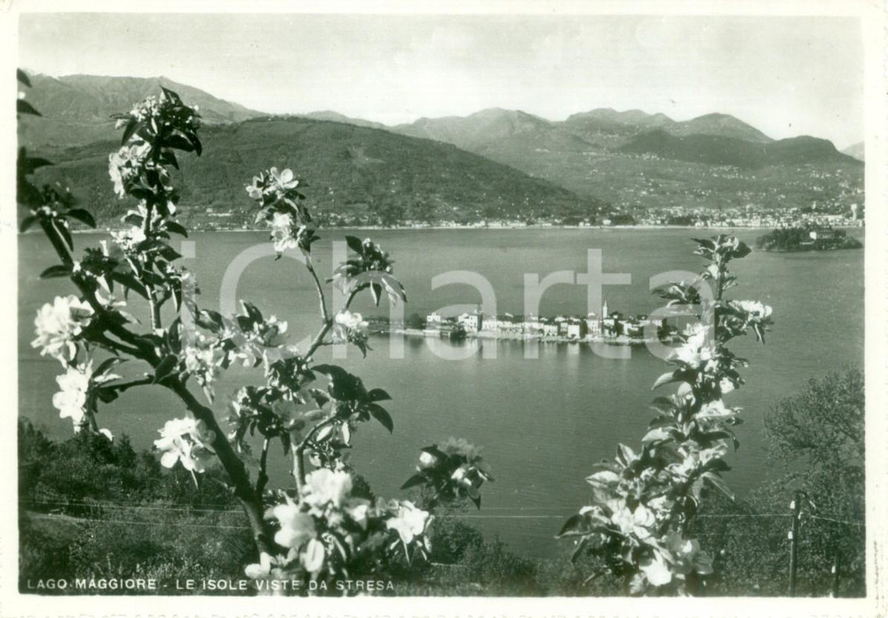 Cartolina originale da collezione 1953 LAGO MAGGIORE Le isole viste da STRESA *Cartolina FG VG 1