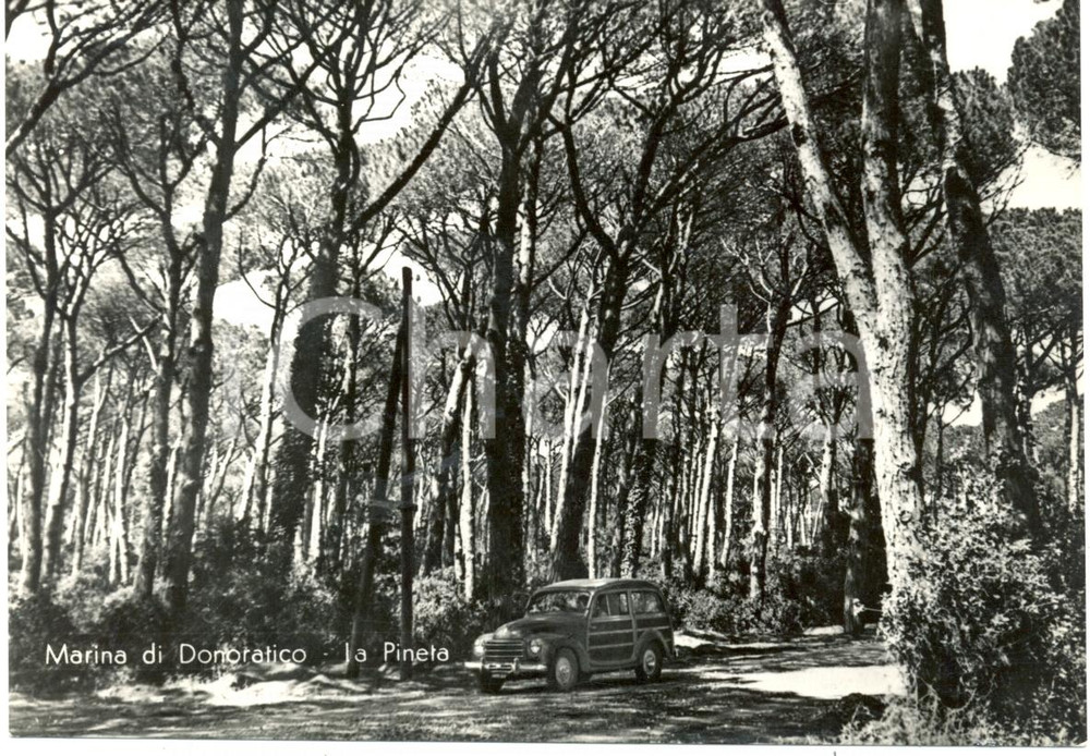 Cartolina originale da collezione 1954 MARINA DI DONORATICO (LI) Automobile attraversa PINETA *Cartolina FG VG 1