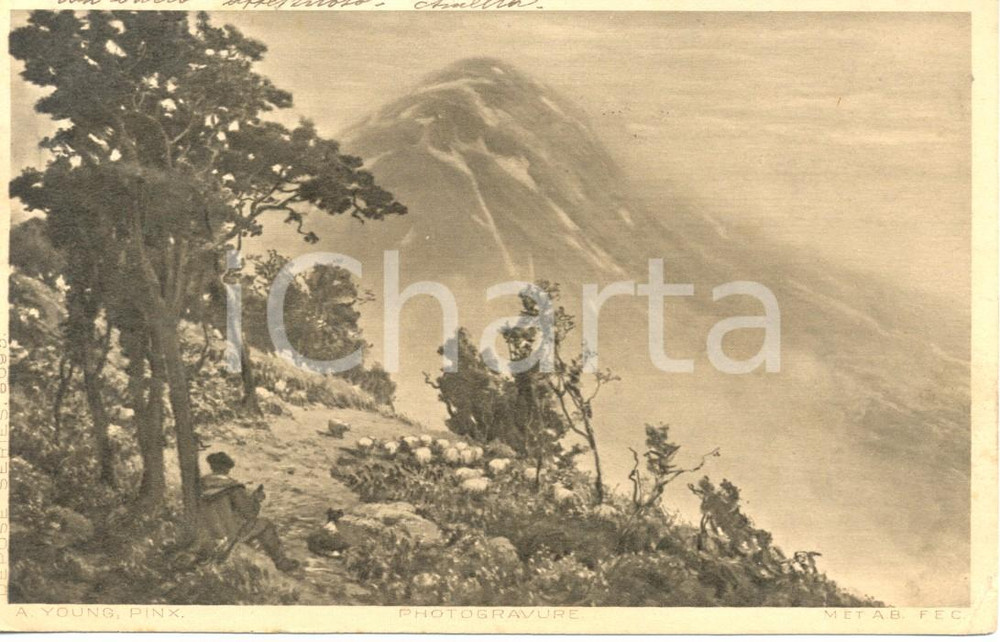 Cartolina originale da collezione 1910 ca A. YOUNG Pastore con gregge di pecore *Cartolina postale FP VG 1