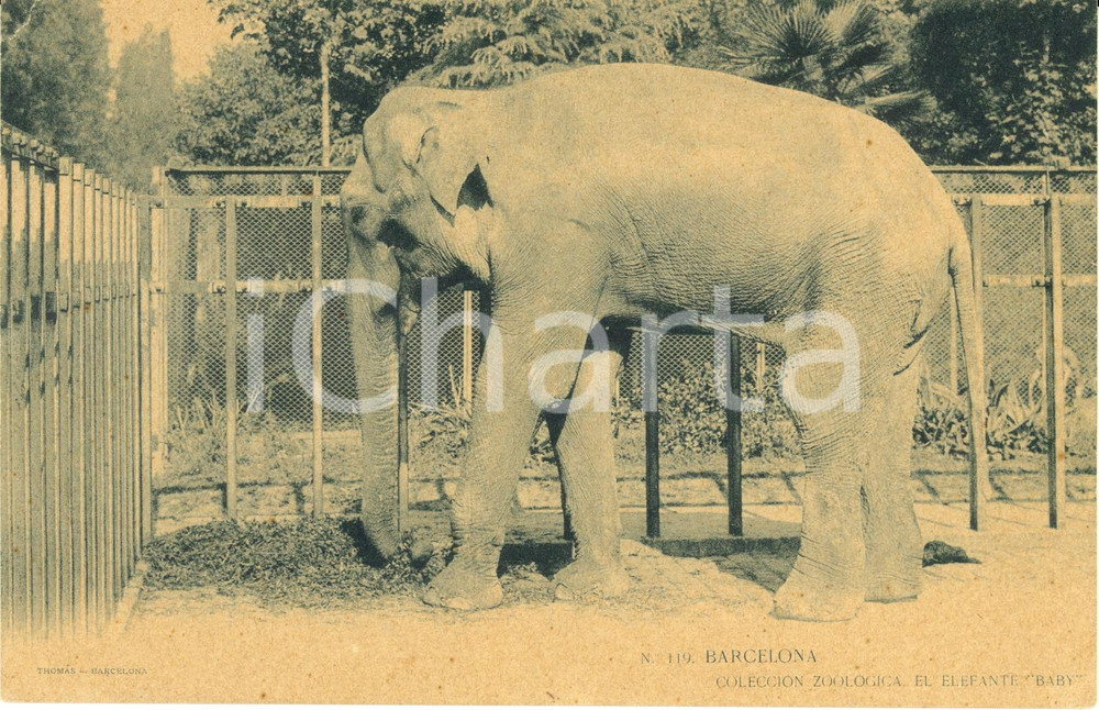 Cartolina originale da collezione 1910 ca BARCELLONA (SPAGNA) Elefante BABY Coleccion Zoologica *Cartolina FP NV 1