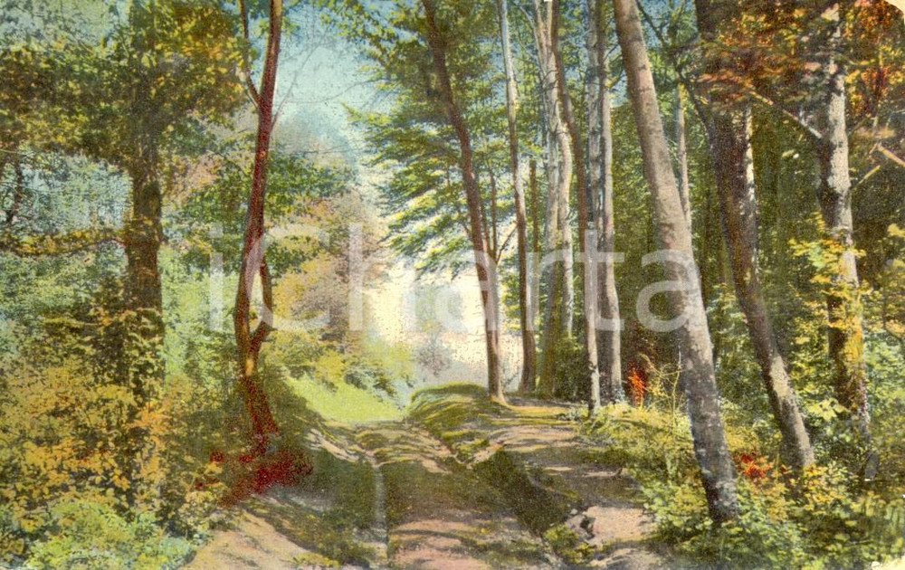 Cartolina originale da collezione 1913 Nel bosco *Cartolina postale ILLUSTRATA DANNEGGIATA FP VG 1