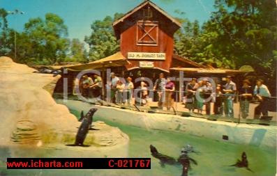 Cartolina originale da collezione 1970 ca BUENA PARK (USA) Foche parco KNOTT'S BERRY FARM *Cartolina VINTAGE 1
