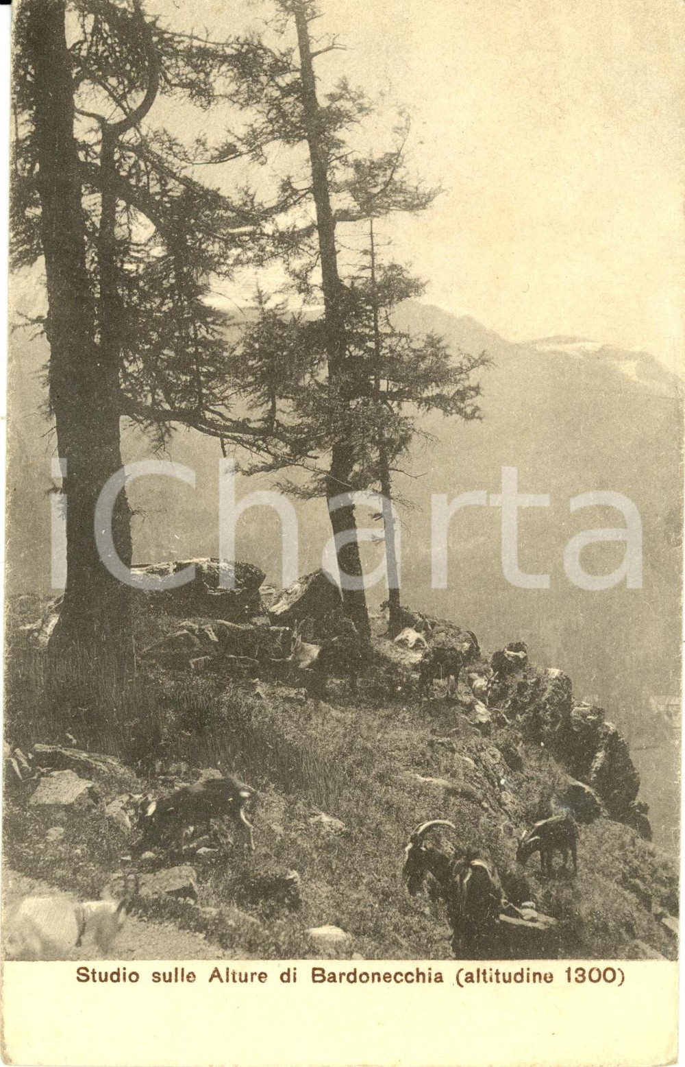 Cartolina originale da collezione 1919 BARDONECCHIA (TO) Studio sulle alture *Cartolina FP VG DANNEGGIATA 1