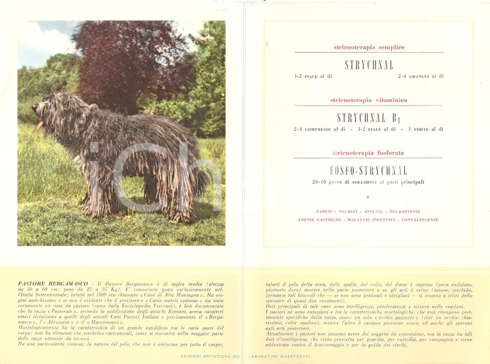 Materiale pubblicitario d’epoca 1956 MILANO Laboratori MAESTRETTI Strychnal  Scheda PASTORE BERGAMASCO 1 1