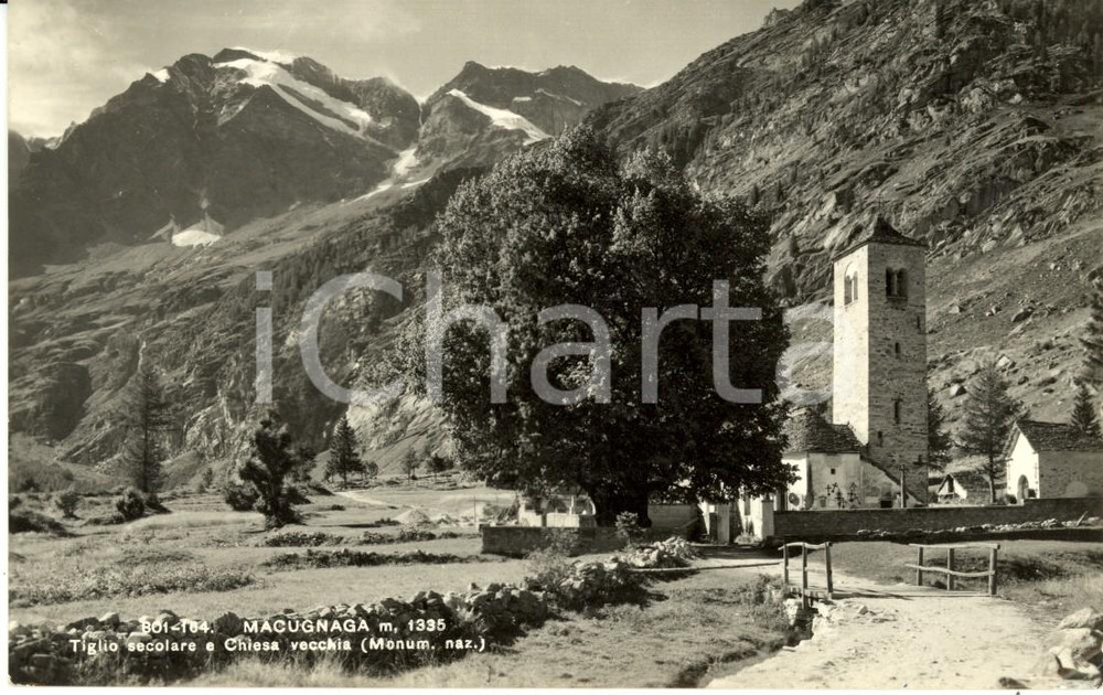 Cartolina originale da collezione 1959 MACUGNAGA (VB) L'antica chiesa di STAFFA con il tiglio e Monte ROSA *FP VG 1