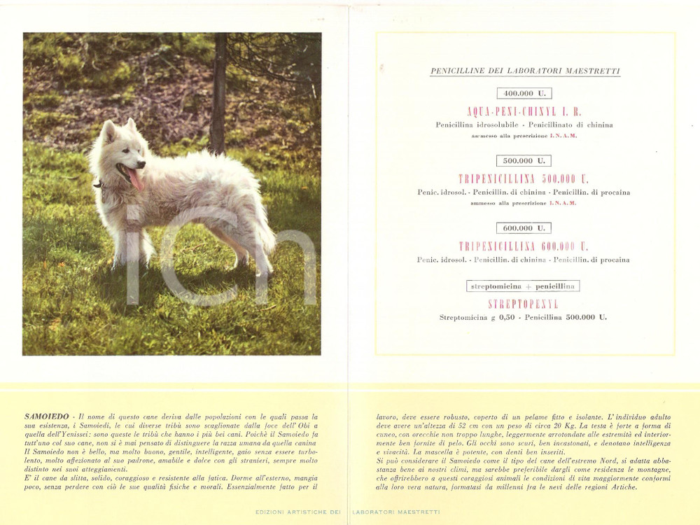 Materiale pubblicitario d’epoca 1956 MILANO Laboratori MAESTRETTI Aqua Peni Chinyl I.R.  Scheda Razza SAMOIEDO 1