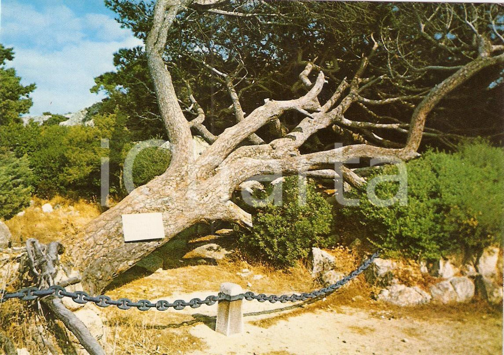 Cartolina originale da collezione 1980 ca CAPRERA OT Luogo della cremazione di Giuseppe GARIBALDI Cartolina FG 1